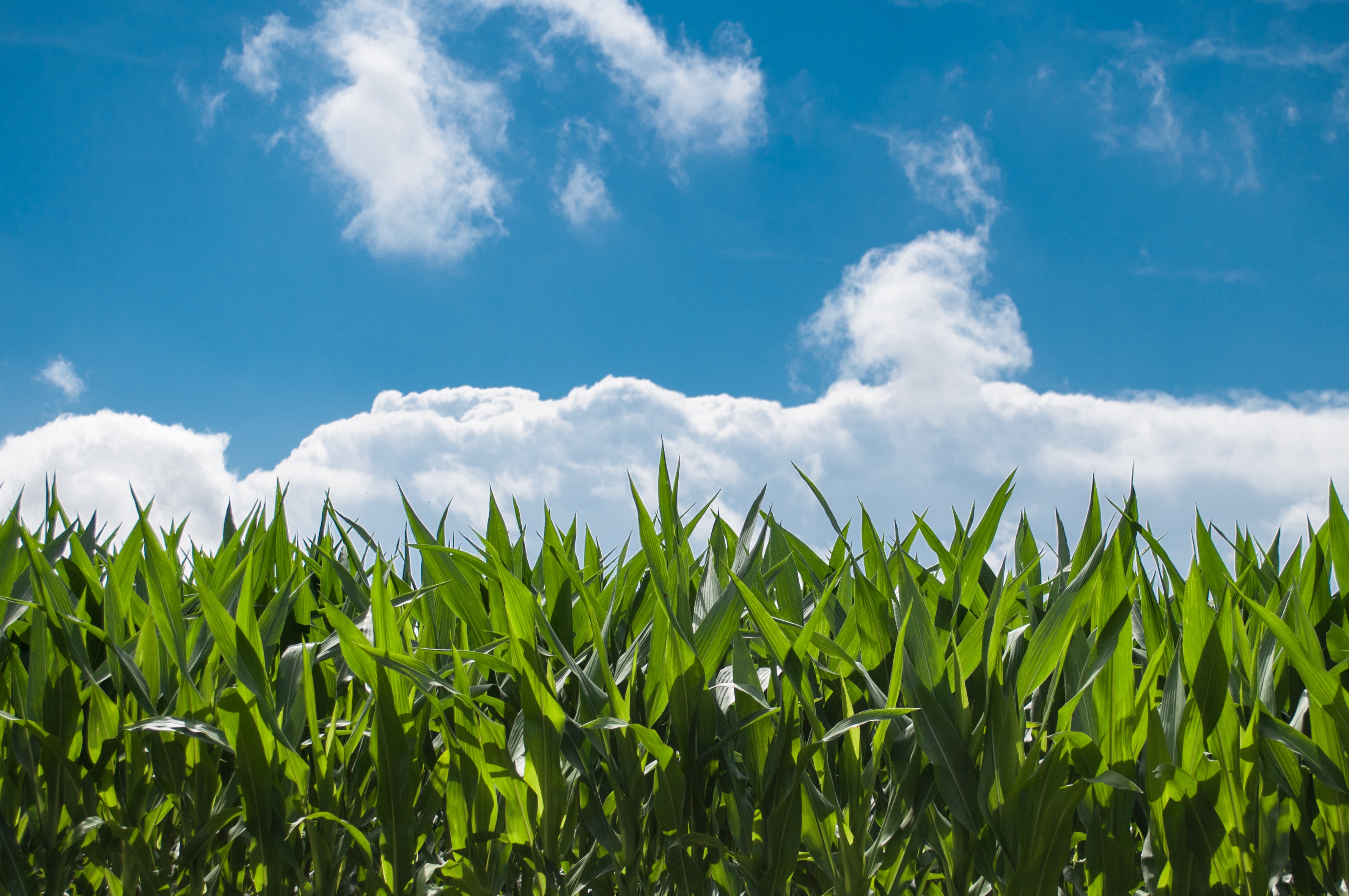 Photo of corn and clouds