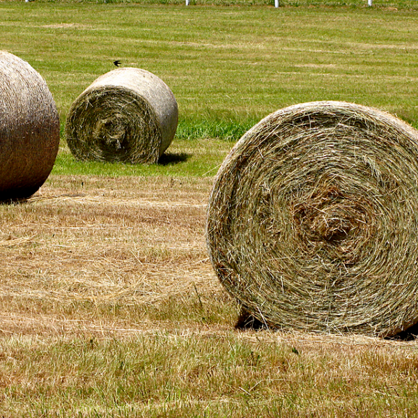 Hay