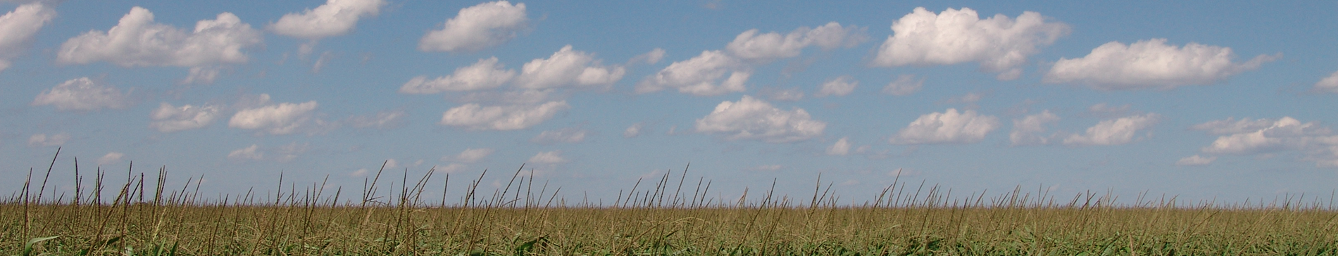 Soybean Field