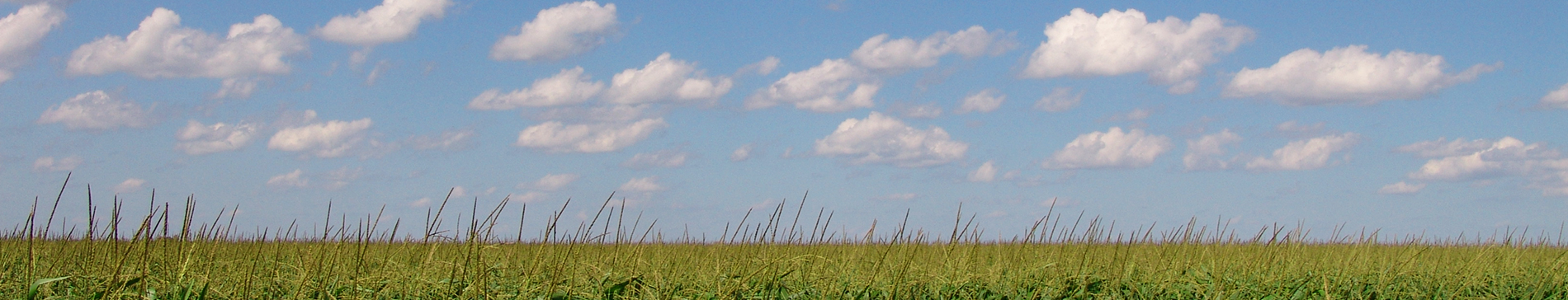 grass field and cloudy sky