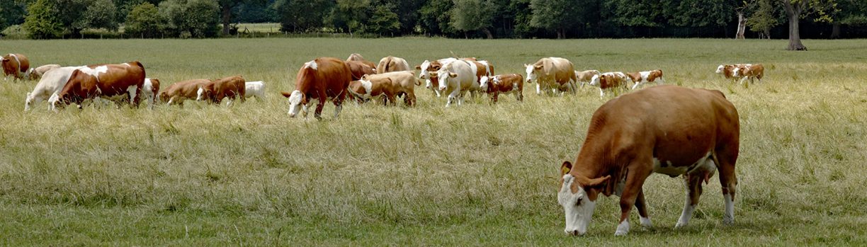 cattle grazing