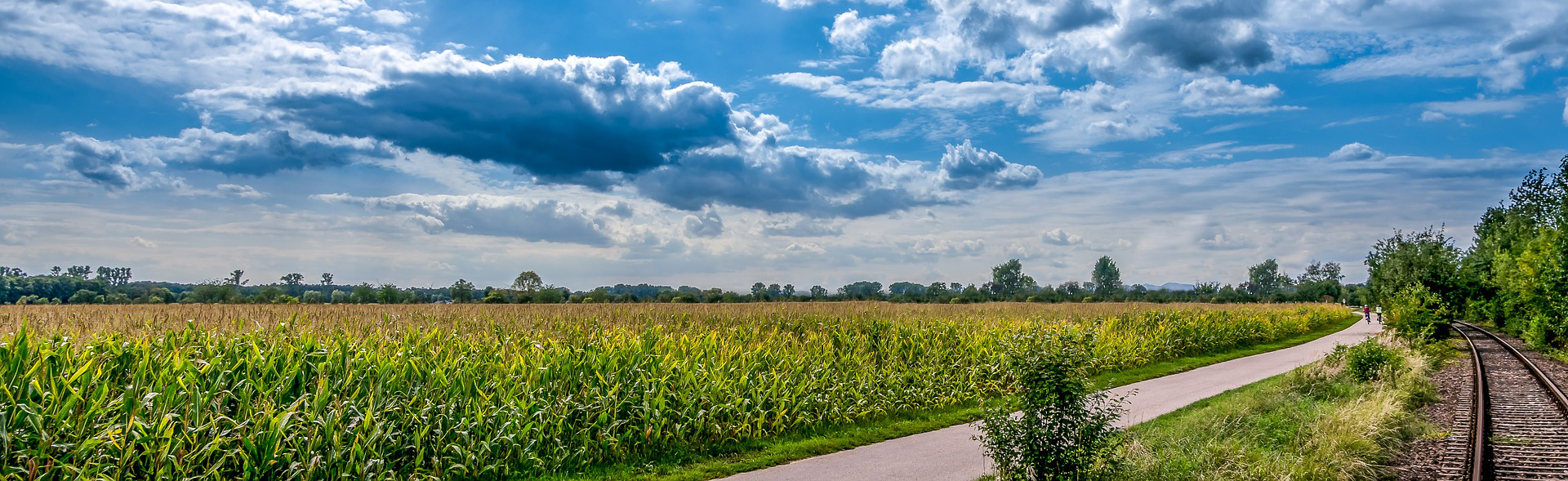 cornfield landscapte