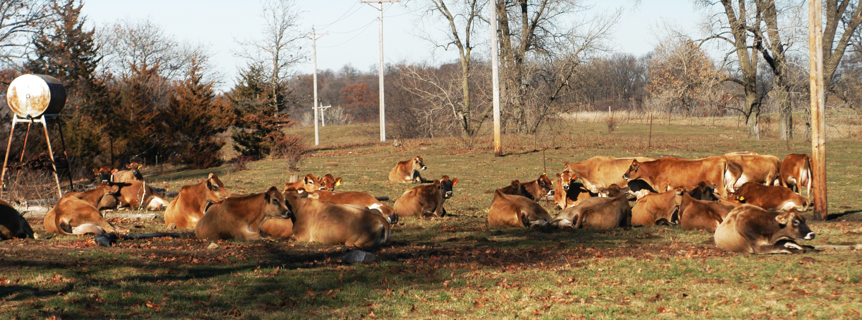 Photo of dairy cattle