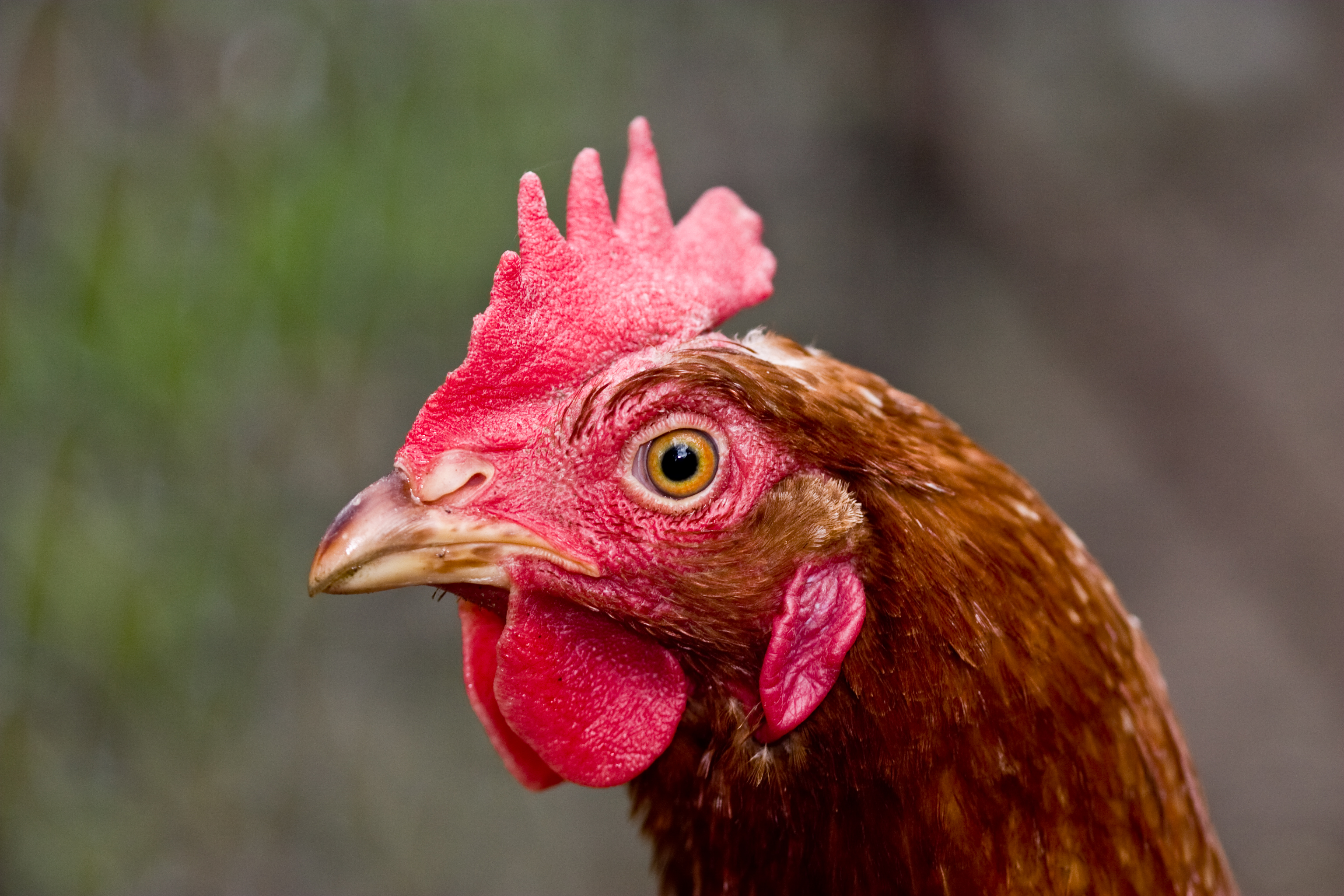 hen