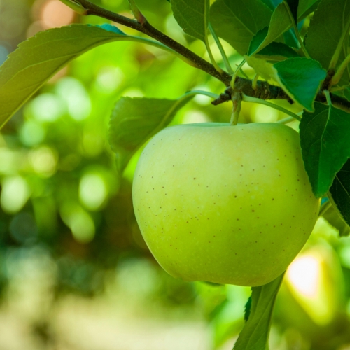 Photo of an apple